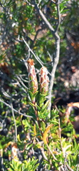 Pteronia hutchinsoniana