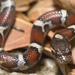 Eastern Milksnake - Photo (c) Glen Peterson, some rights reserved (CC BY-NC-SA)