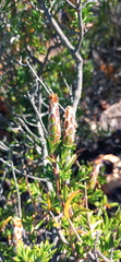 Pteronia hutchinsoniana