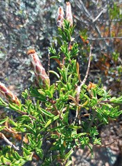 Pteronia hutchinsoniana