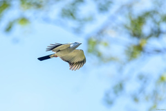 Leptosomus discolor discolor