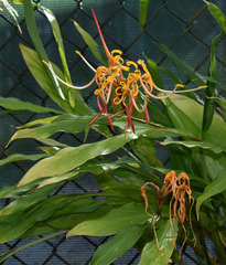 Hedychium longicornutum