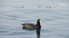 Fulica atra