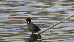 Fulica atra