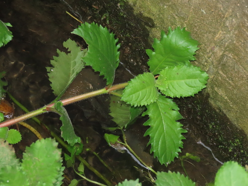 Image of Hygrophila difformis by (c) chiuluan, some rights reserved (CC BY)