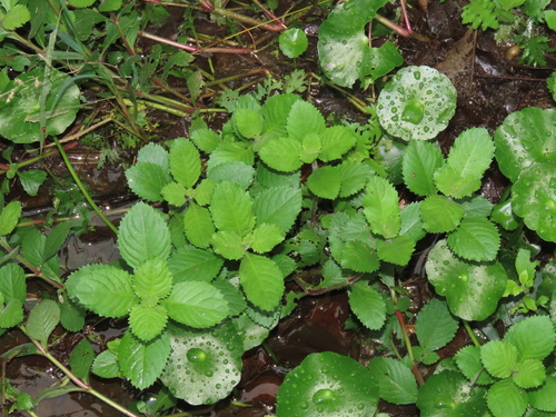 Image of Hygrophila difformis by (c) chiuluan, some rights reserved (CC BY)