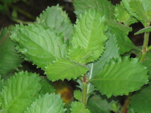 Image of Hygrophila difformis by (c) chiuluan, some rights reserved (CC BY)