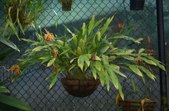 Hedychium longicornutum