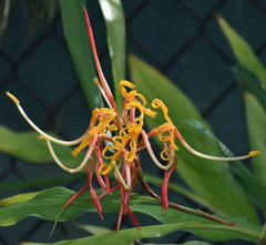 Hedychium longicornutum