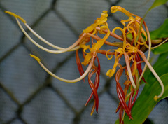 Hedychium longicornutum