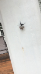 Gasteracantha cancriformis