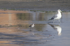 Calidris canutus