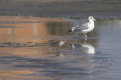 Calidris canutus