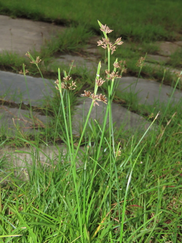 Image of Fimbristylis microcarya by (c) chiuluan, some rights reserved (CC BY)
