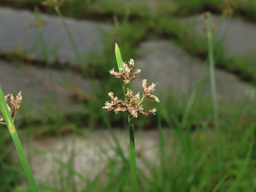 Image of Fimbristylis Microcarya (Fimbristylis microcarya) by (c) chiuluan, some rights reserved (CC BY)