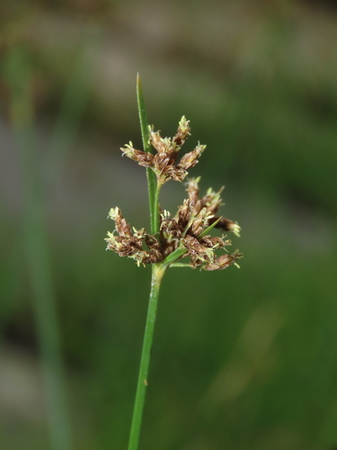 Image of Fimbristylis microcarya by (c) chiuluan, some rights reserved (CC BY)