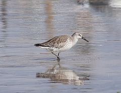 Calidris canutus