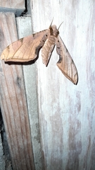 Protambulyx