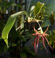 Bulbophyllum echinolabium