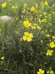Diplotaxis tenuifolia