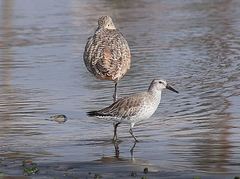 Calidris canutus