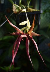 Bulbophyllum echinolabium