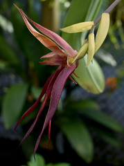 Bulbophyllum echinolabium