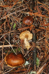 Tricholoma pessundatum