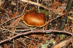 Tricholoma pessundatum