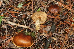 Tricholoma pessundatum