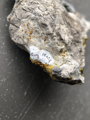 Xanthocarpia lactea