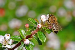 Apis mellifera