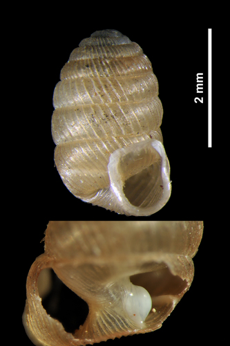 pagoda snail