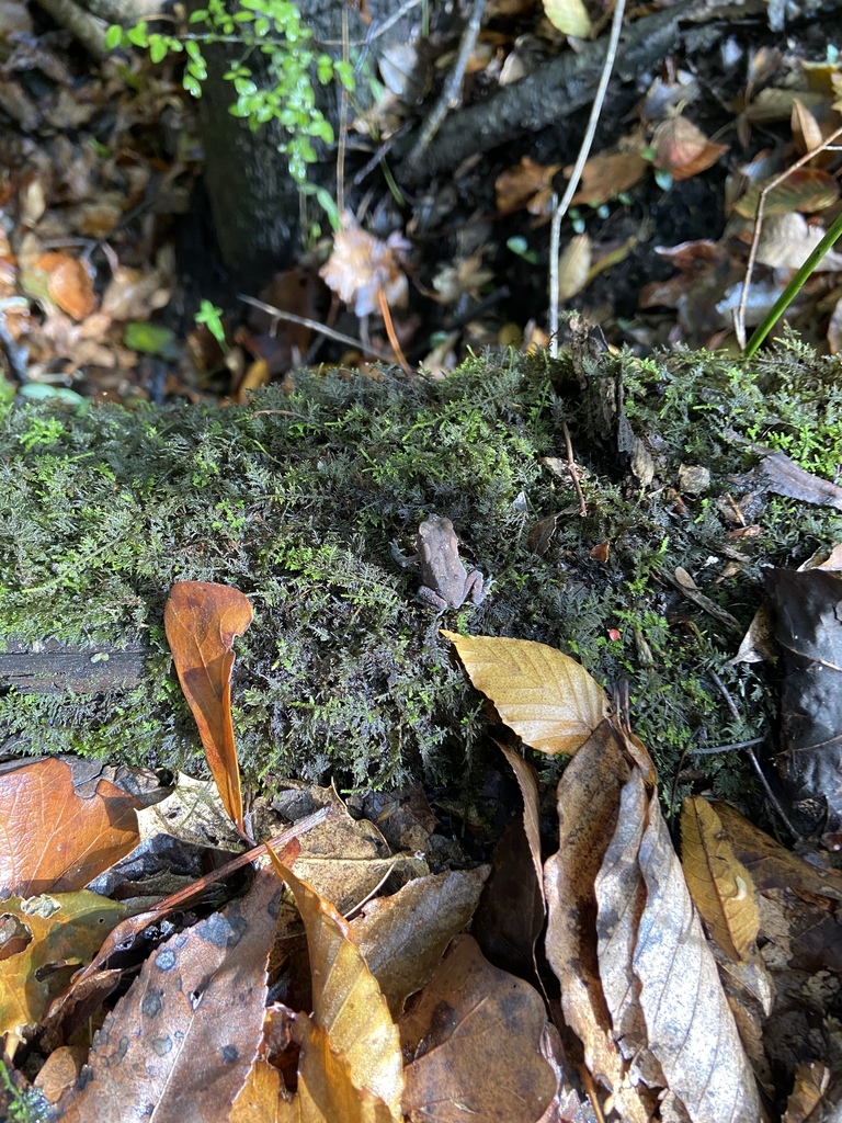 Southern Toad from Rock Creek Rd NE, Leland, NC, US on November 12 ...