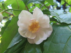 Calycanthus chinensis