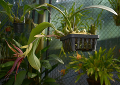 Bulbophyllum echinolabium