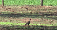 Caracara plancus