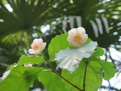 Calycanthus chinensis