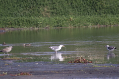 Larus occidentalis