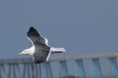 Larus occidentalis