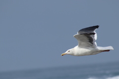 Larus occidentalis