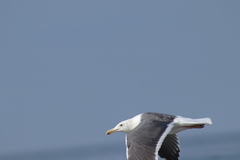 Larus occidentalis