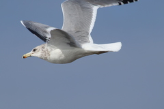Larus californicus