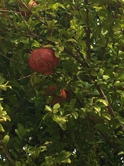 Punica granatum