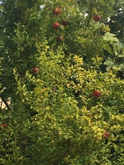 Punica granatum