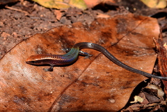 Iphisa elegans