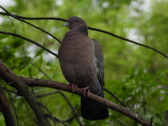 Patagioenas picazuro