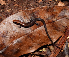 Iphisa elegans