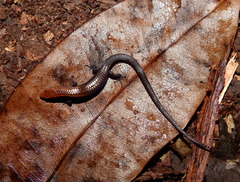 Iphisa elegans