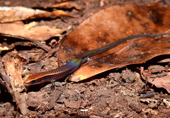 Iphisa elegans